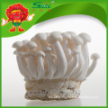 Organic Cultivated Mushroom healthy Jade white Mushroom